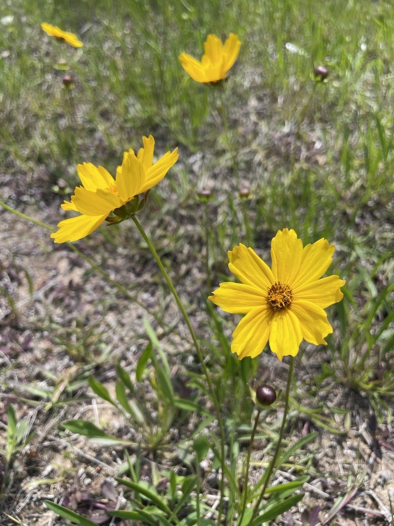 Coreopsis bakeri photo 4