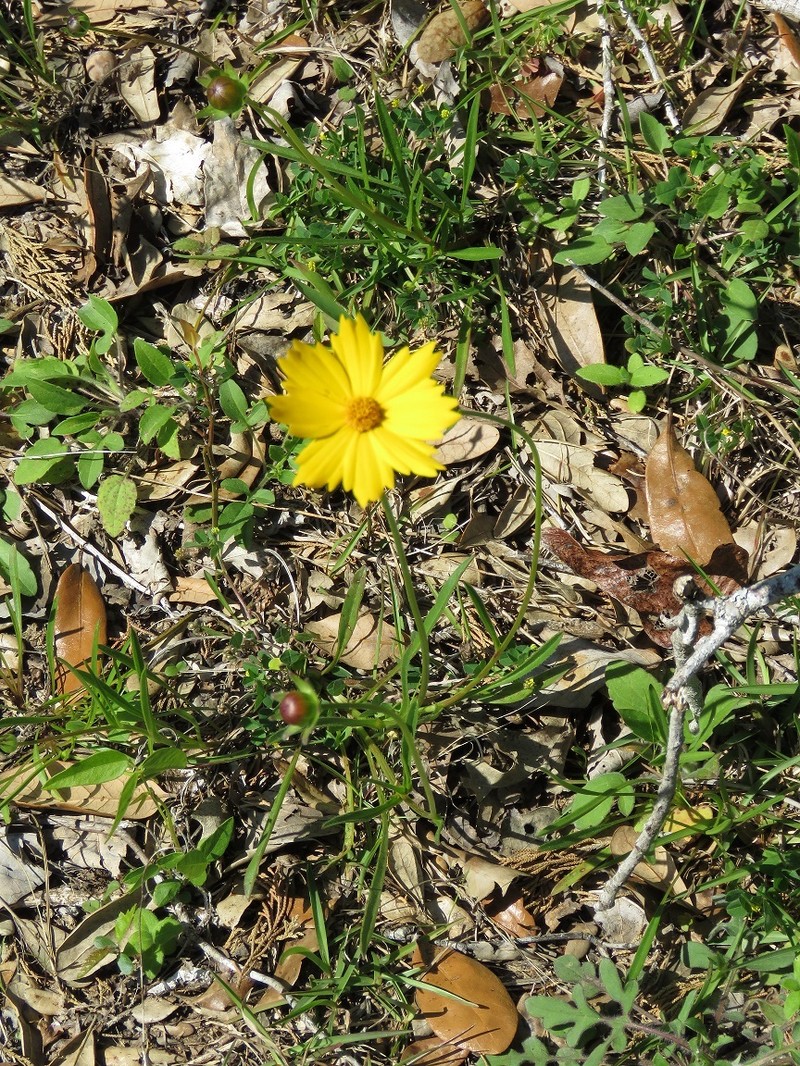 Coreopsis bakeri photo 7