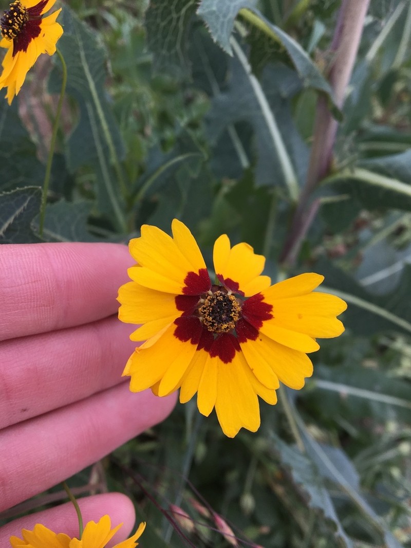 Goldenmane Tickseed