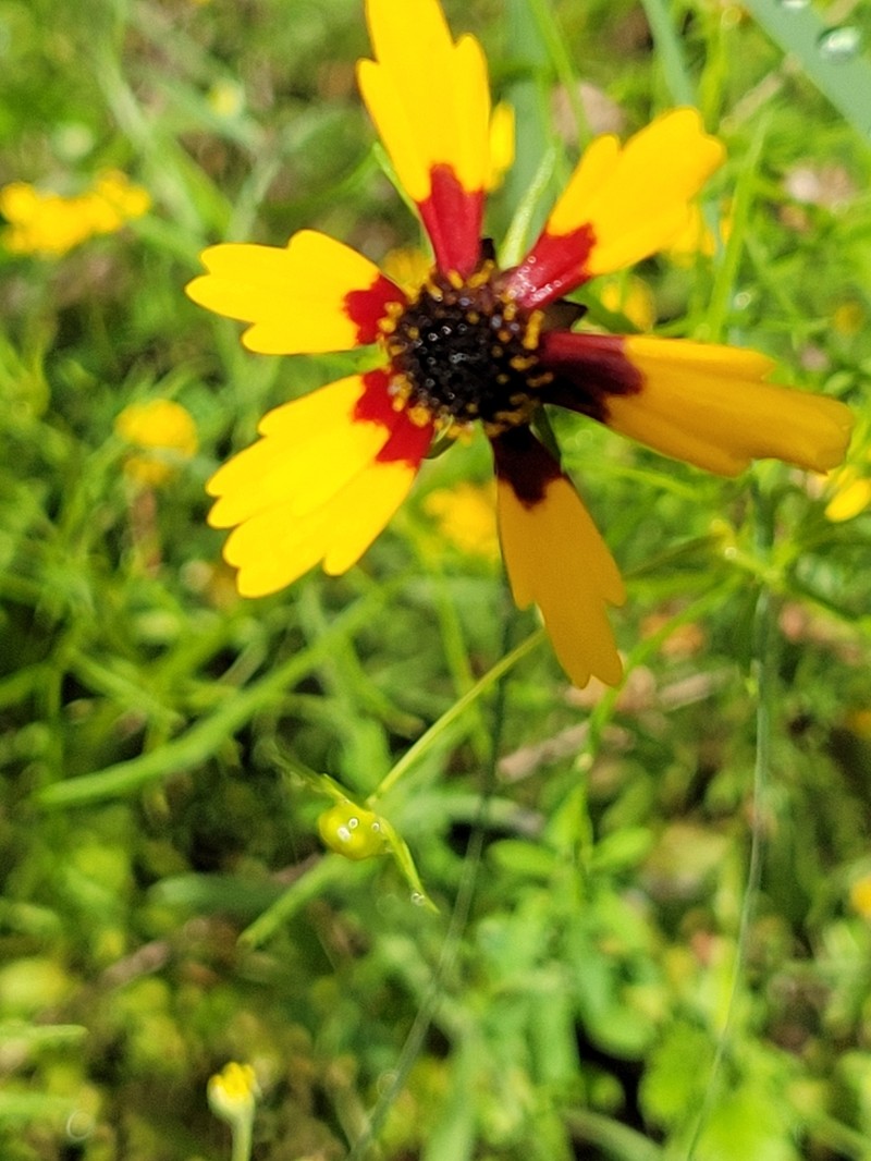 Goldenmane Tickseed photo 4