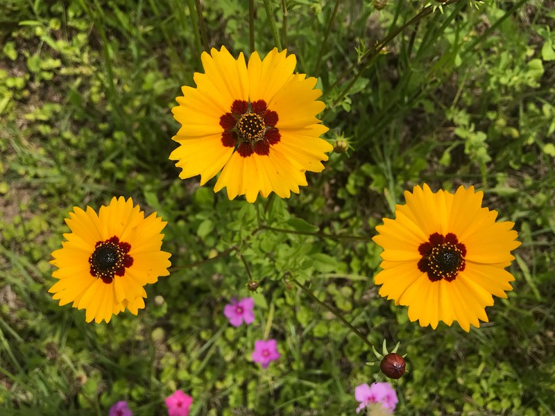 Goldenmane Tickseed photo 5