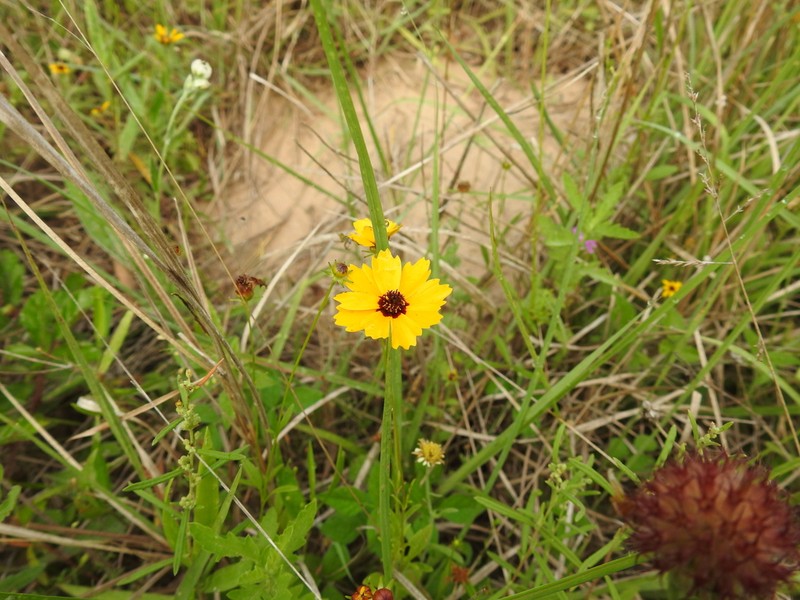 Goldenmane Tickseed photo 6