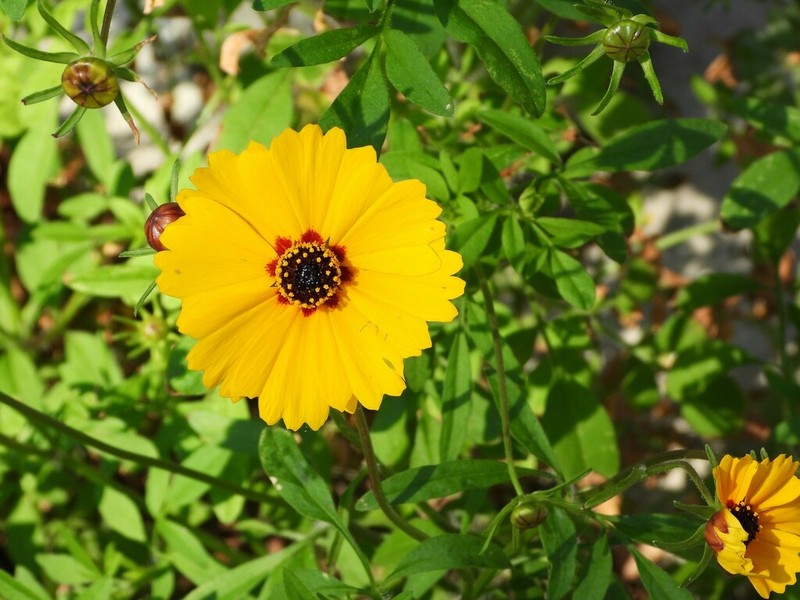 Goldenmane Tickseed photo 7