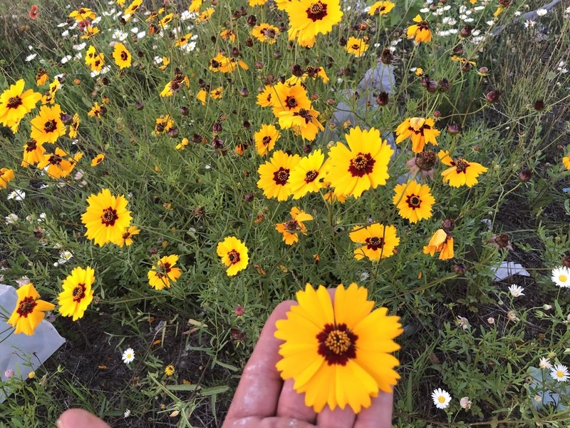 Goldenmane Tickseed photo 8