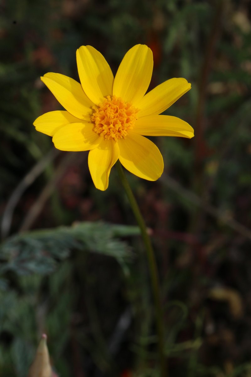 Bigelow's Tickseed photo 2