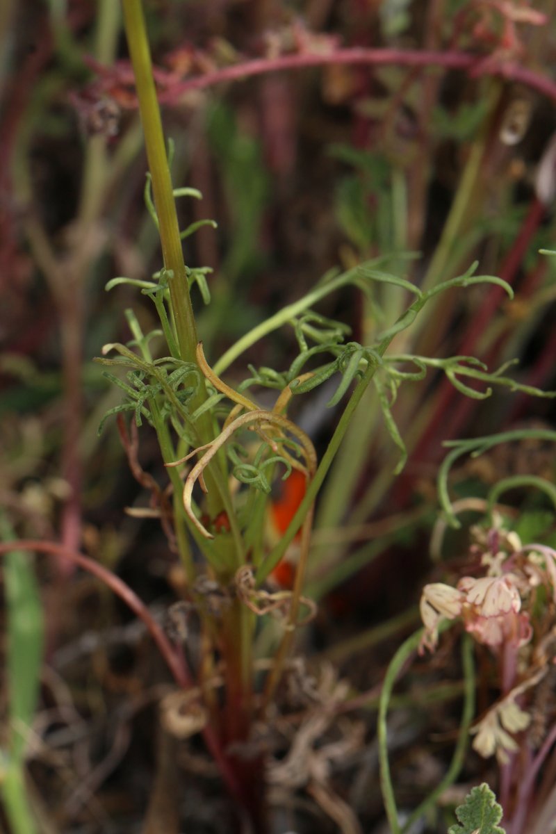 Bigelow's Tickseed photo 3