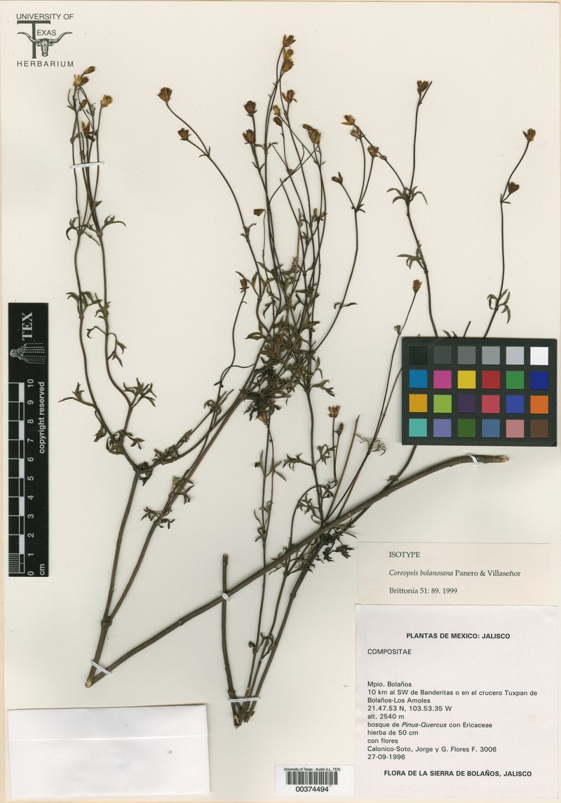 Coreopsis bolanosana