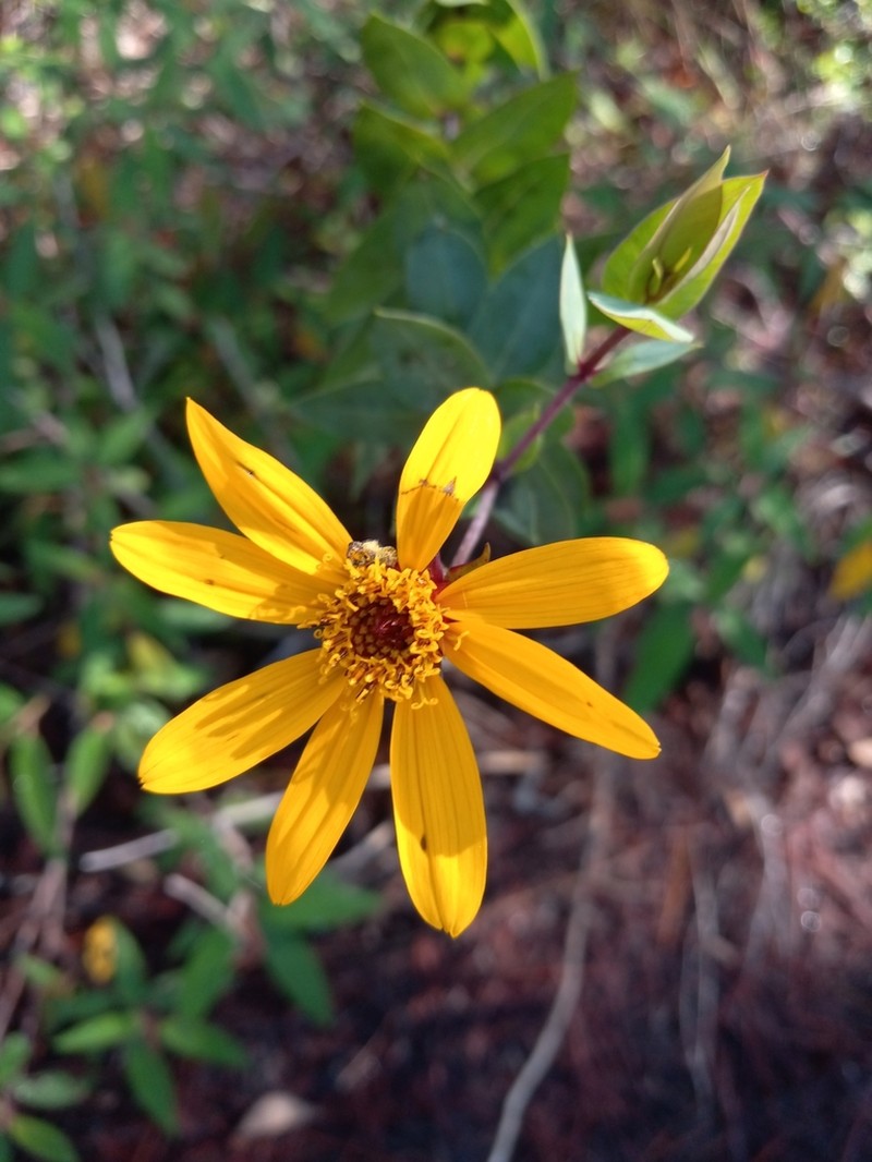 Coreopsis buchii