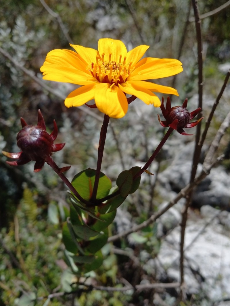 Coreopsis buchii photo 2