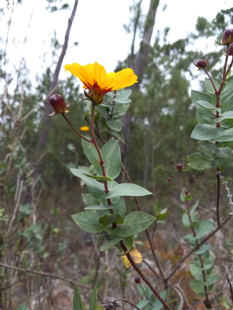 Coreopsis buchii photo 3