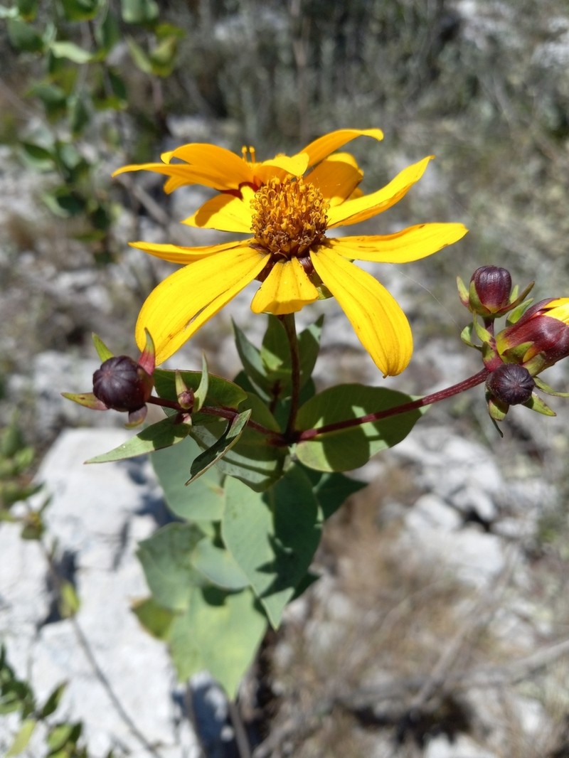 Coreopsis buchii photo 4