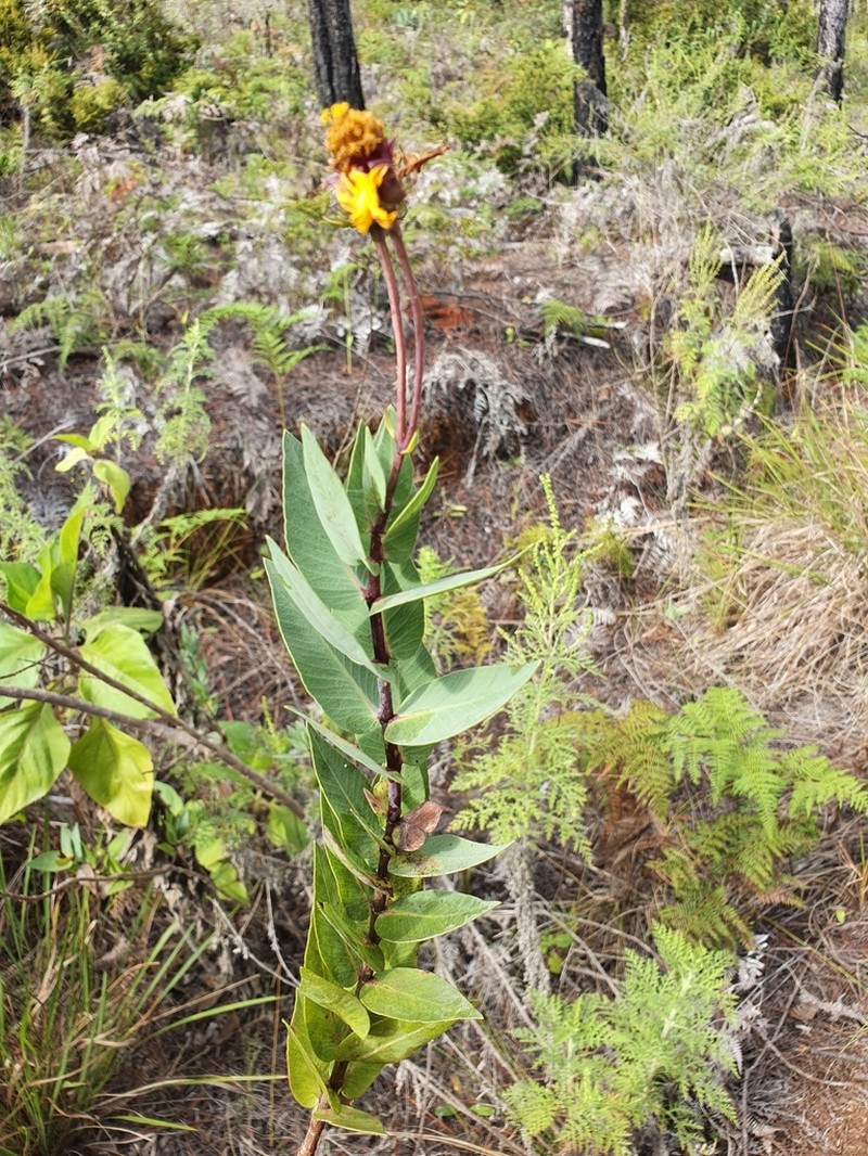 Coreopsis buchii photo 5