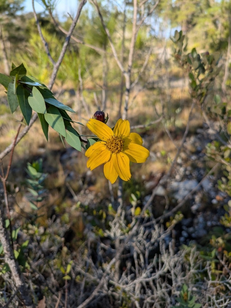 Coreopsis buchii photo 6