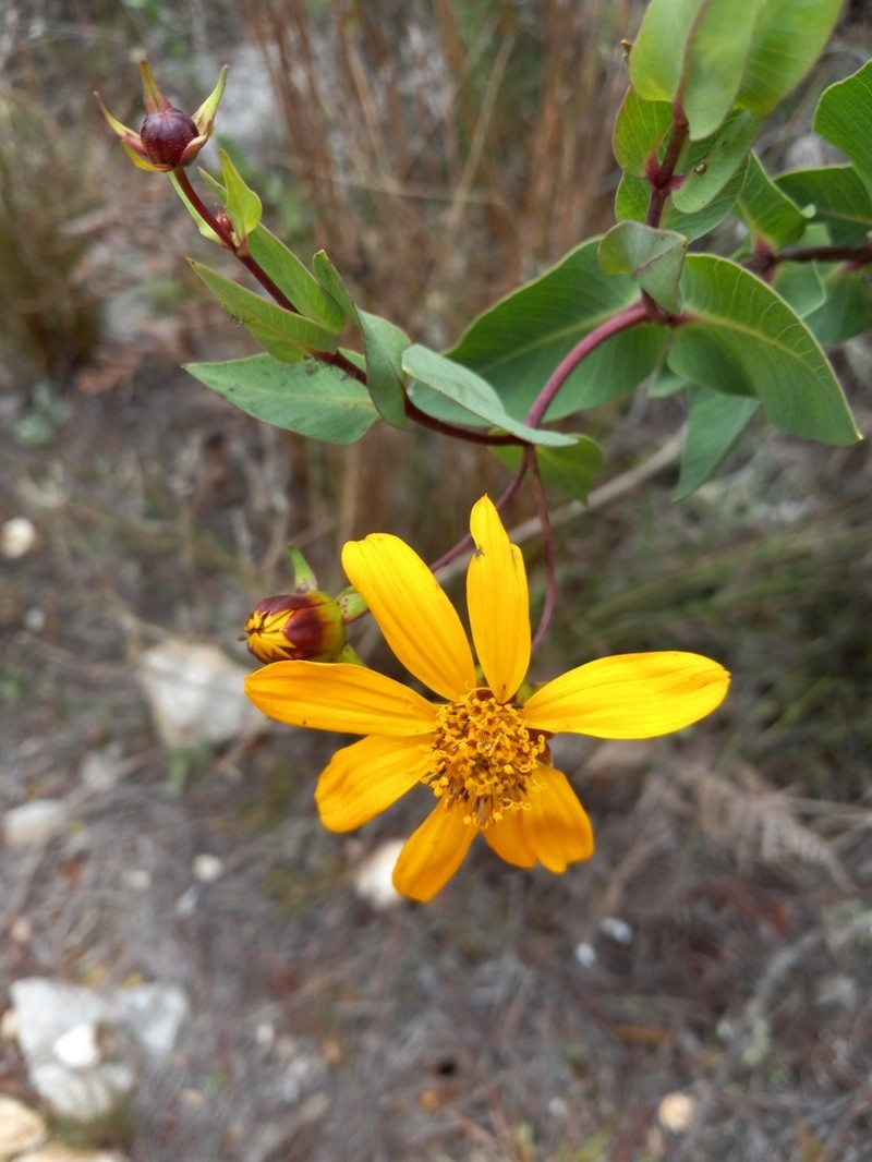 Coreopsis buchii photo 8