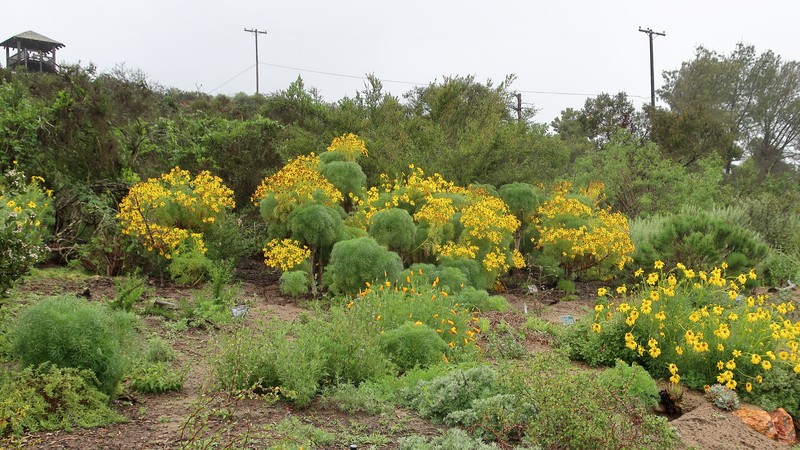 California Tickseed photo 2