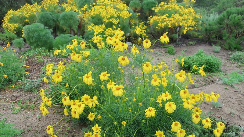 California Tickseed photo 3