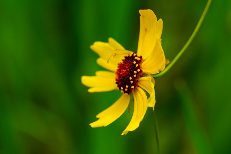 Sickle Tickseed