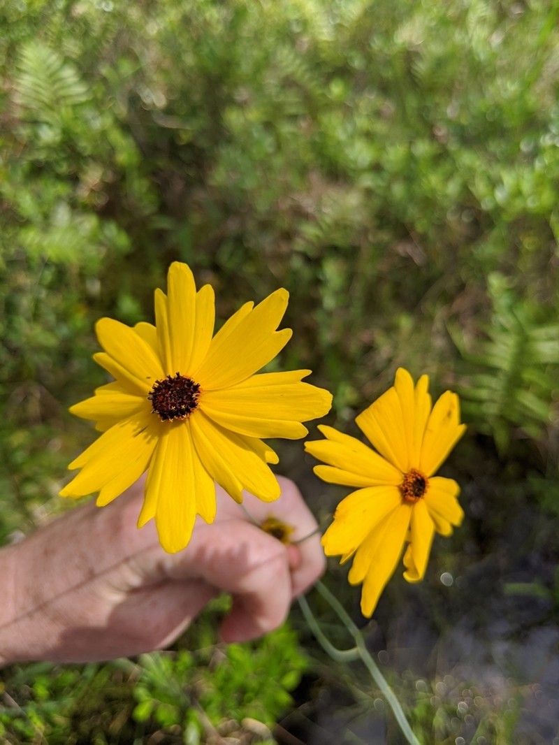 Sickle Tickseed photo 3
