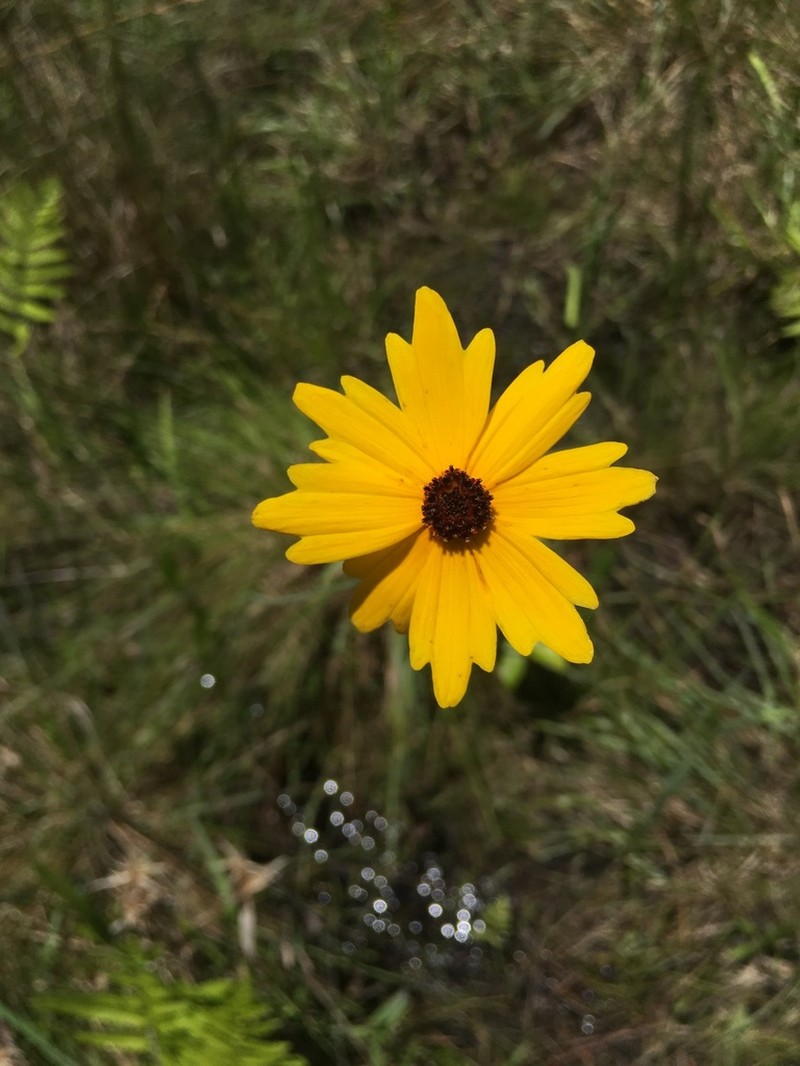 Sickle Tickseed photo 4