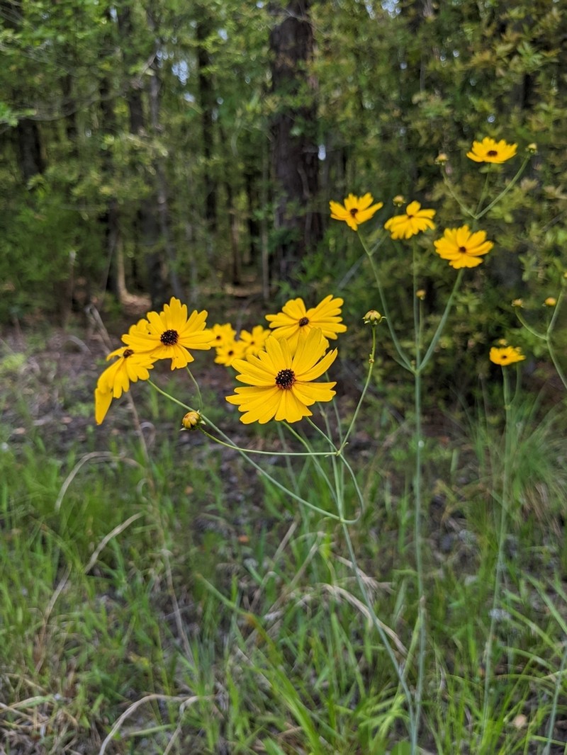 Sickle Tickseed photo 6