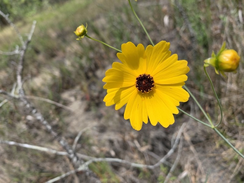 Sickle Tickseed photo 7