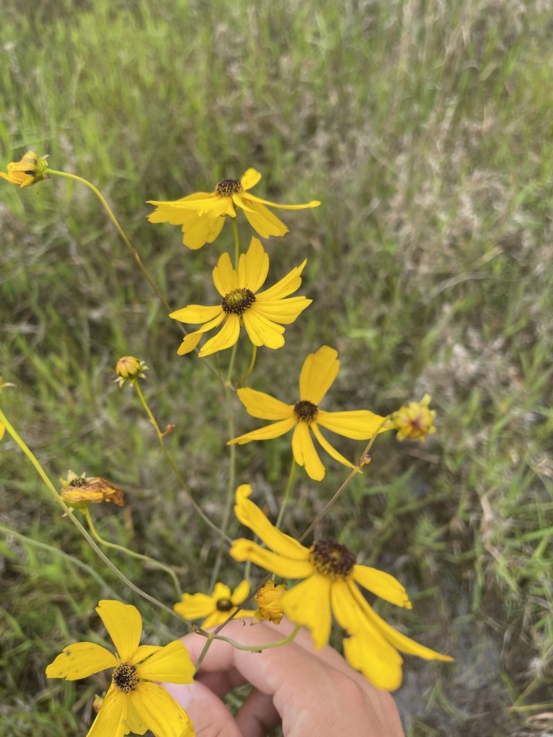 Sickle Tickseed photo 8