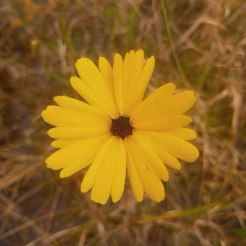 Florida Tickseed
