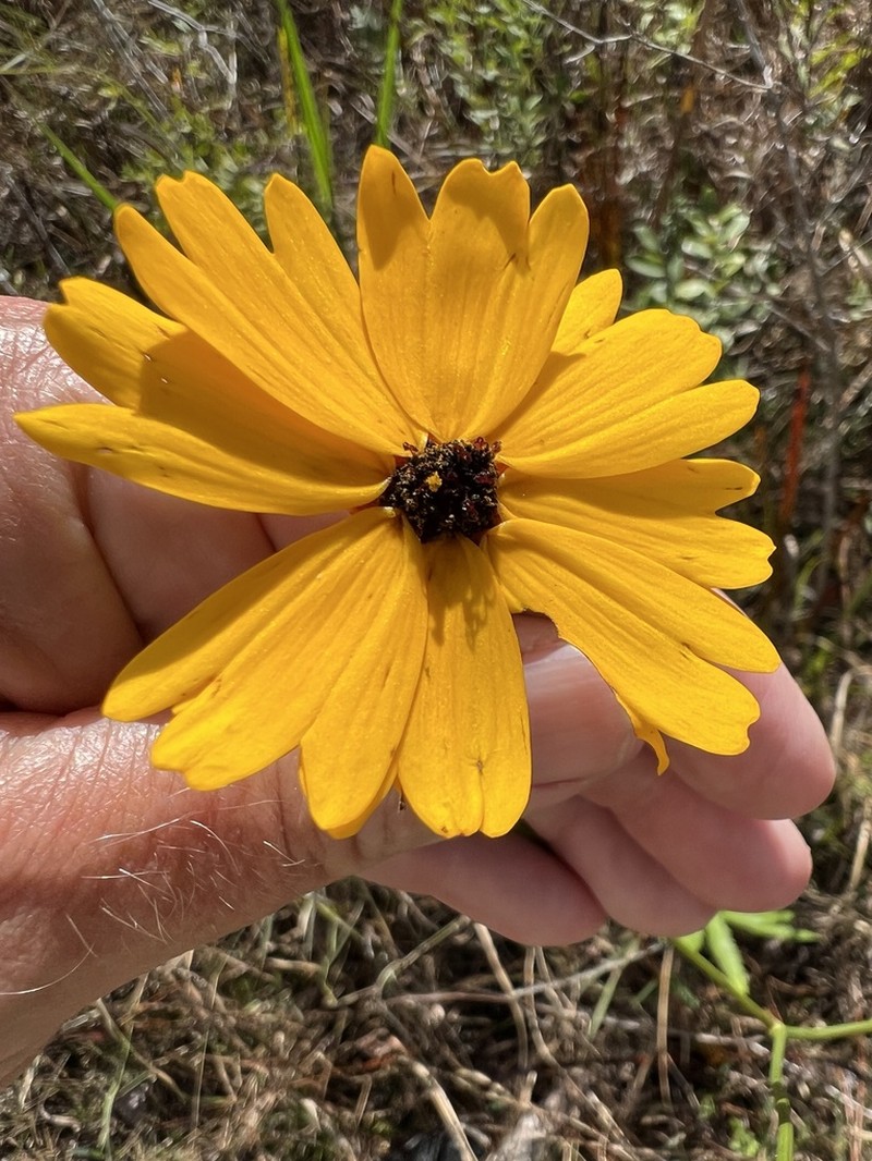 Florida Tickseed photo 2