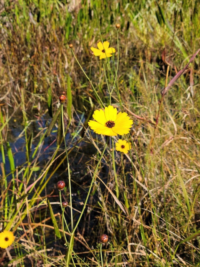 Florida Tickseed photo 3