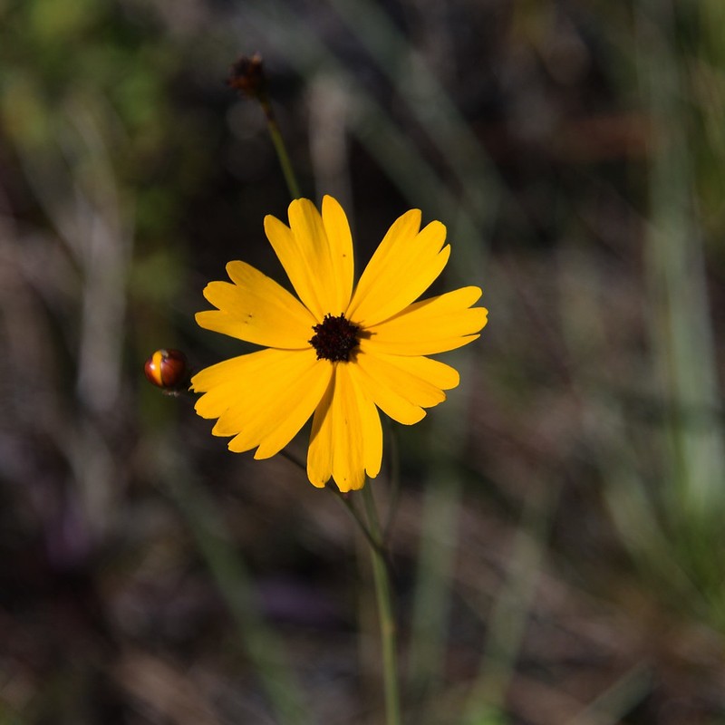 Florida Tickseed photo 4