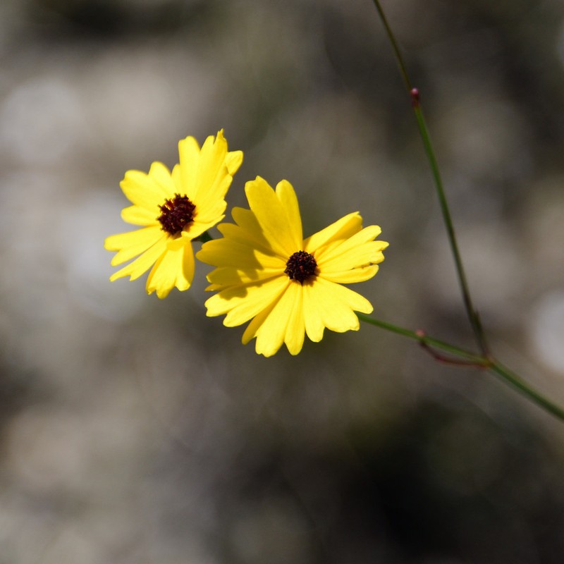 Florida Tickseed photo 5