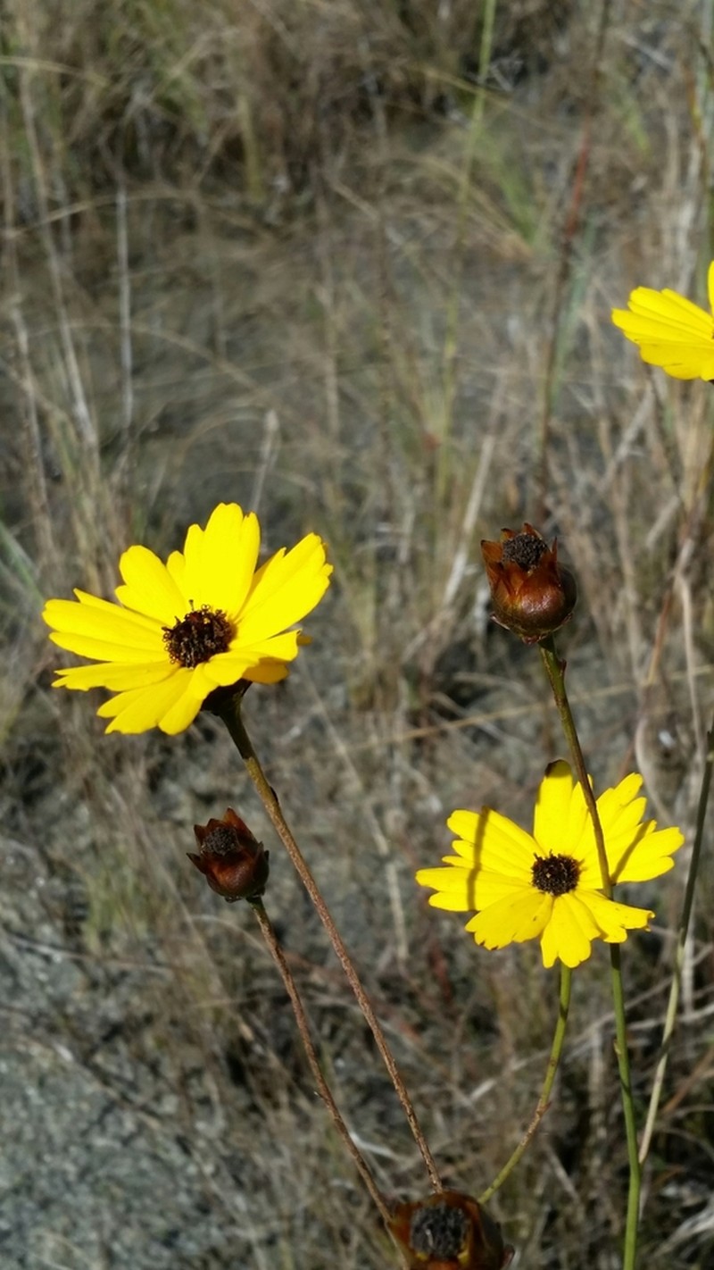Florida Tickseed photo 6
