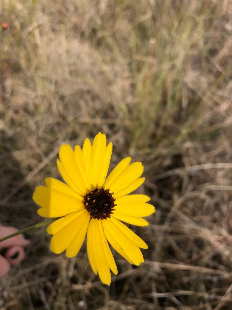 Florida Tickseed photo 7