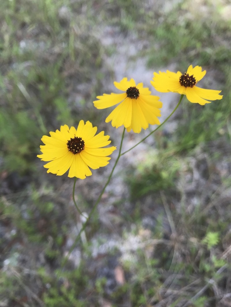 Florida Tickseed photo 8