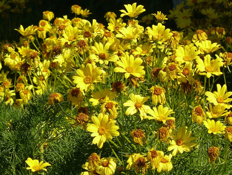 Giant Coreopsis