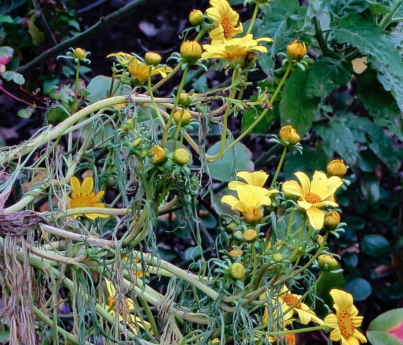 Giant Coreopsis photo 5