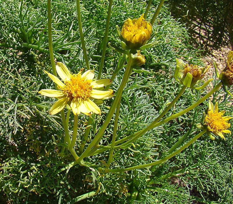 Giant Coreopsis photo 6