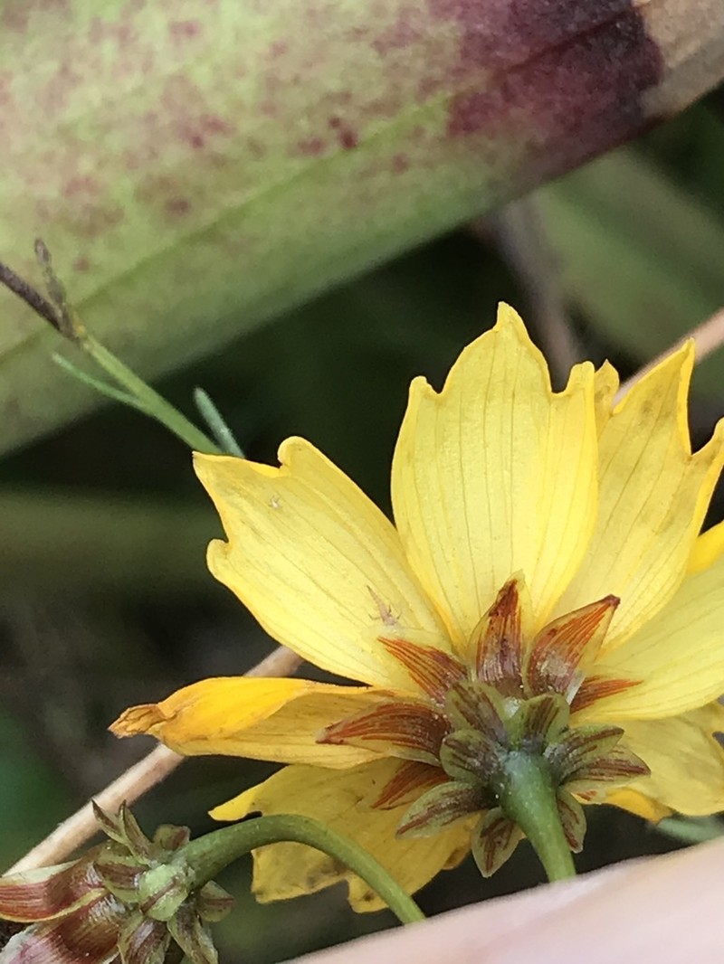 Coastal Plain Tickseed