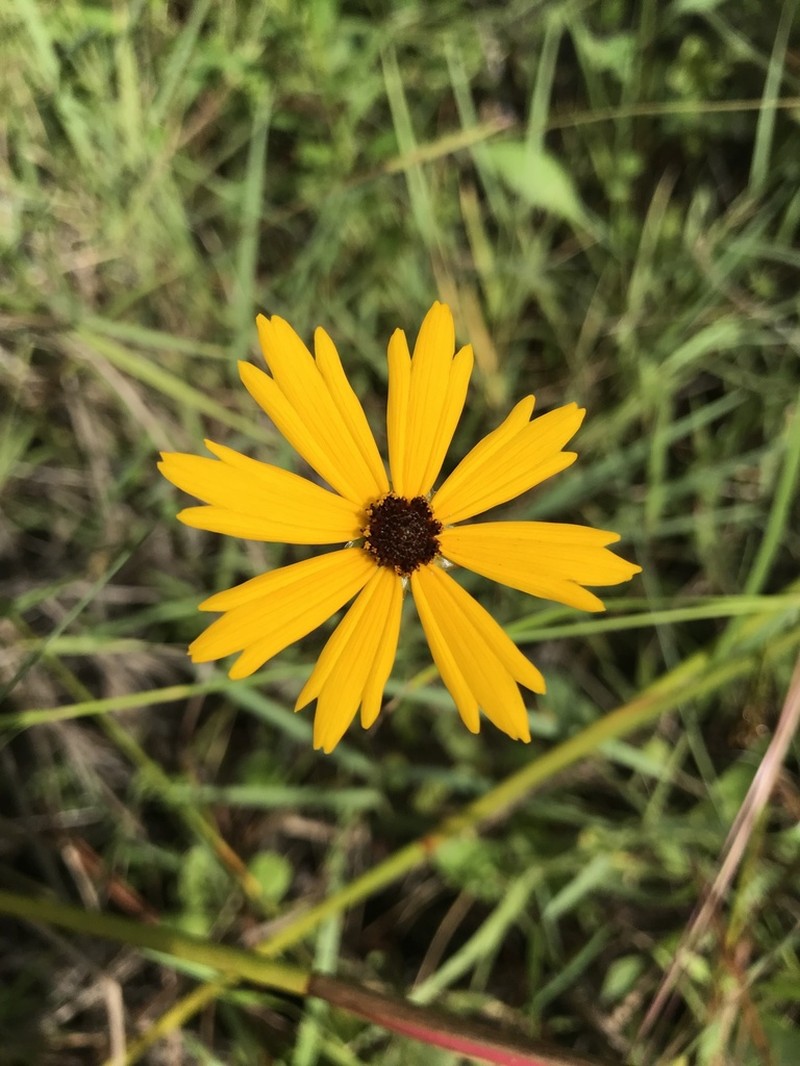 Coastal Plain Tickseed photo 2