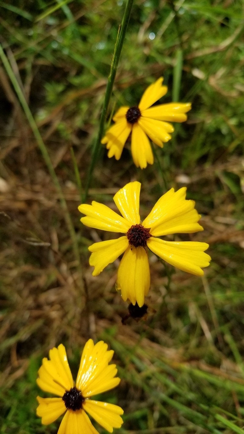 Coastal Plain Tickseed photo 3