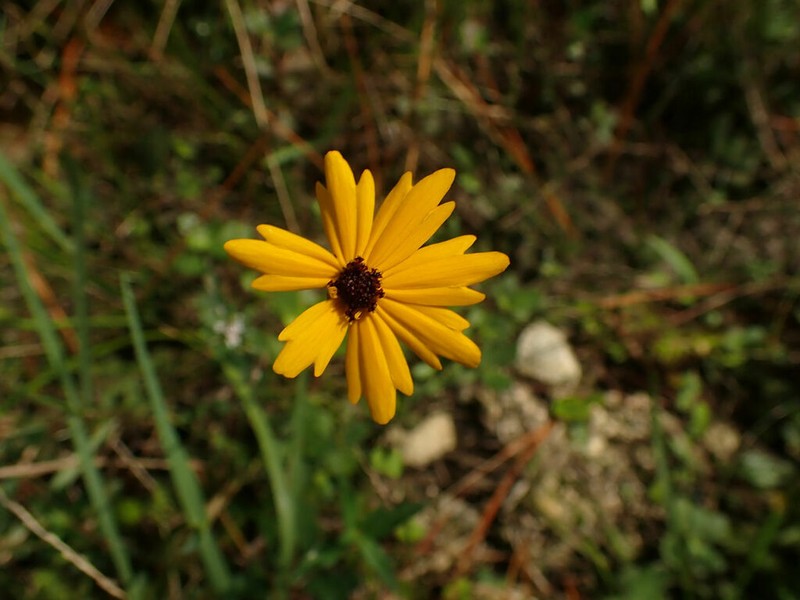 Coastal Plain Tickseed photo 4