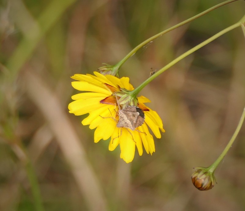 Coastal Plain Tickseed photo 5