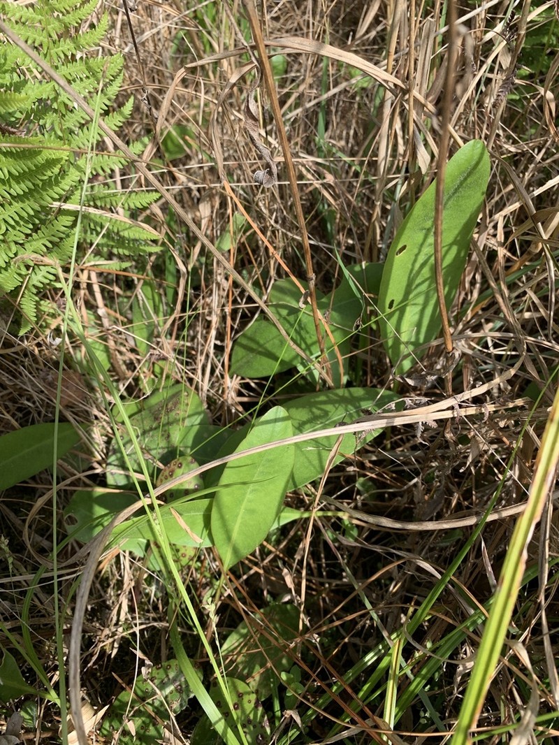 Coastal Plain Tickseed photo 6