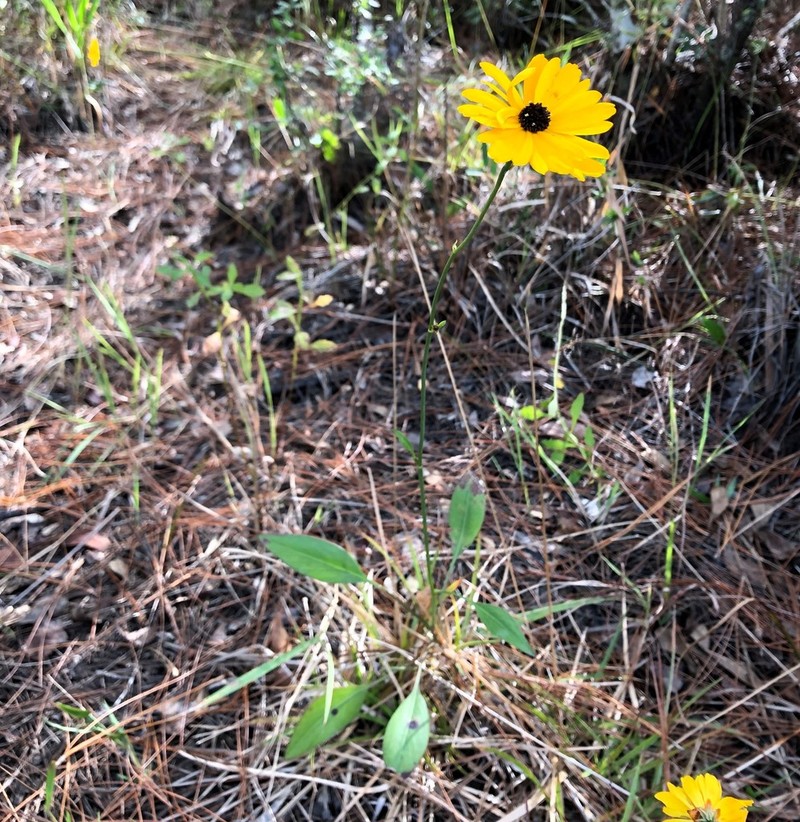 Coastal Plain Tickseed photo 7