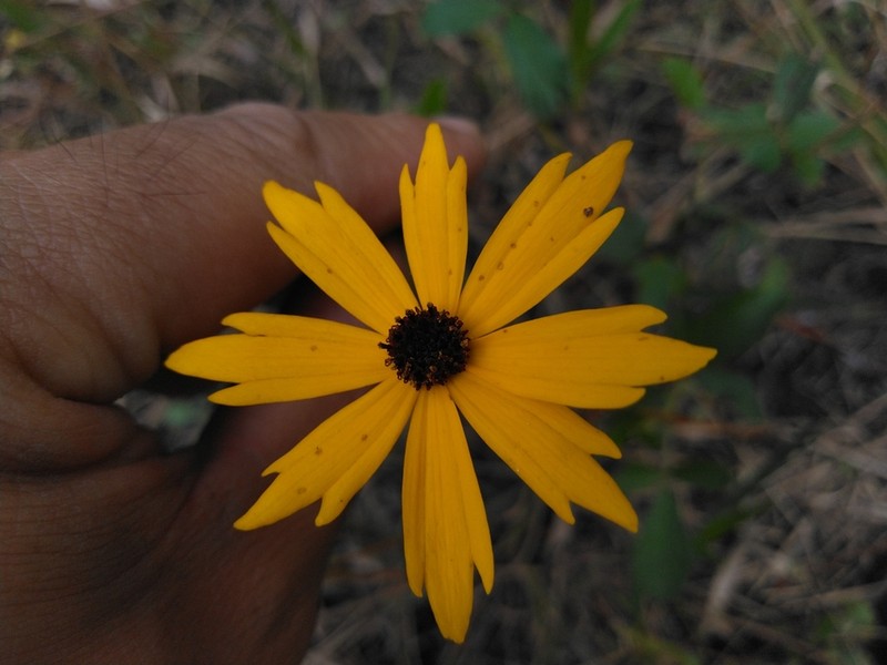 Coastal Plain Tickseed photo 8