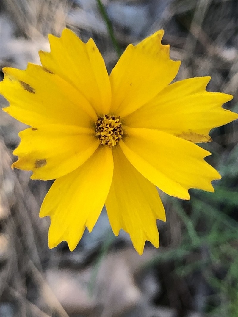 Largeflower Tickseed