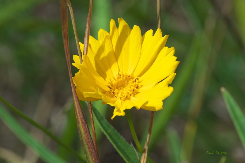 Largeflower Tickseed photo 2