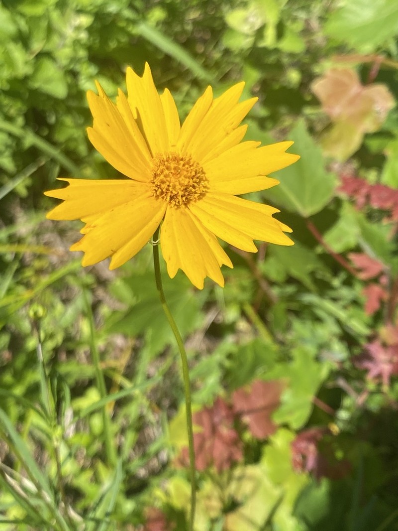 Largeflower Tickseed photo 3