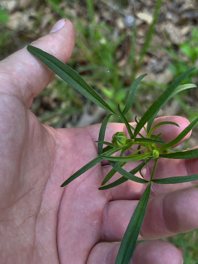 Largeflower Tickseed photo 4