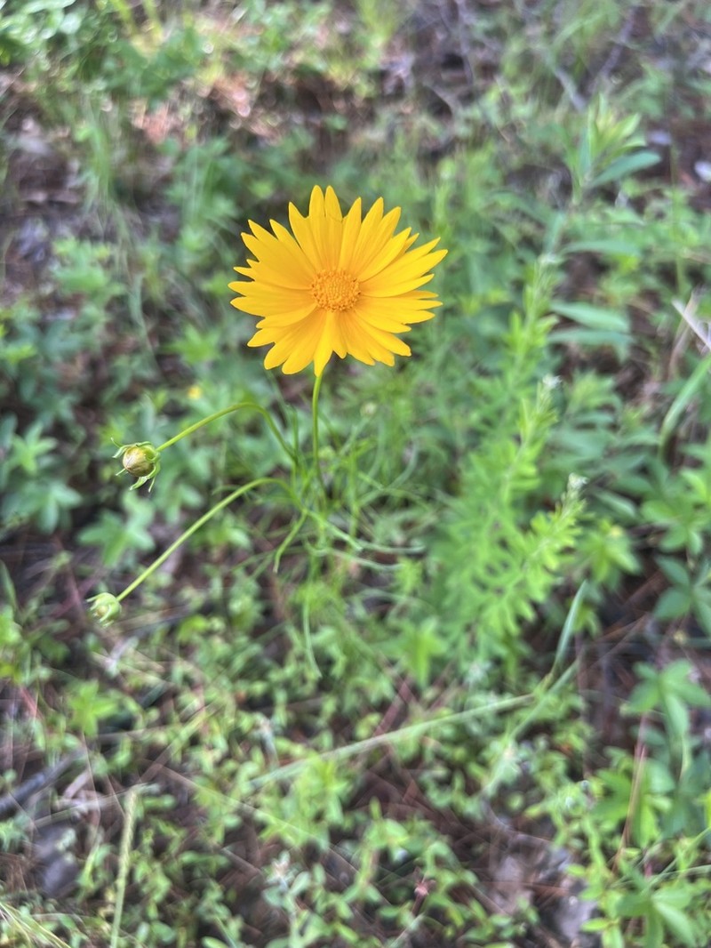 Largeflower Tickseed photo 5